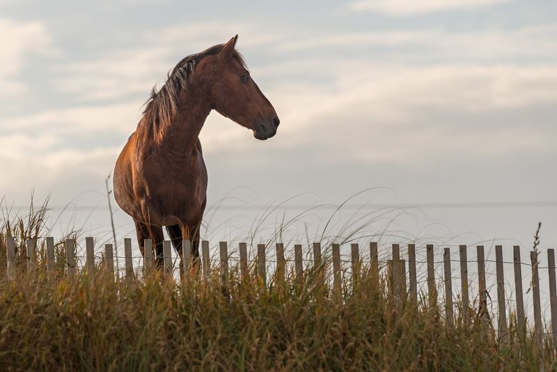 Outer Banks' Coastal Charm