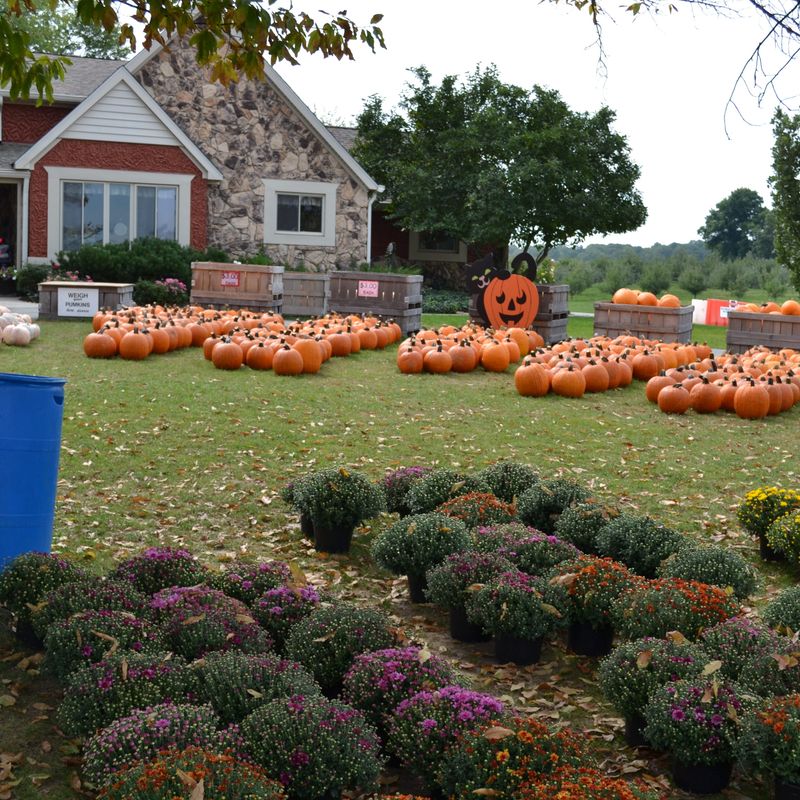 Anderson Orchard — Mooresville