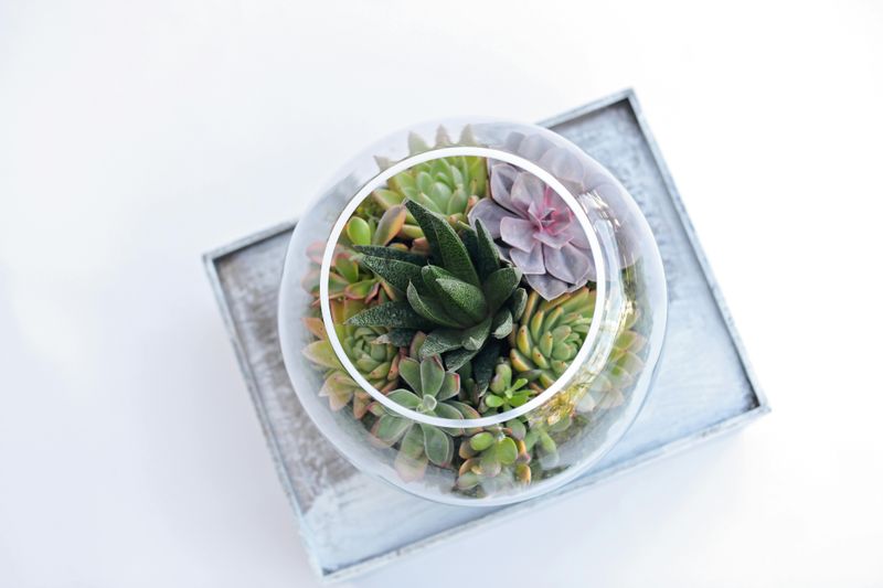 Cluster of Potted Plants or Succulents