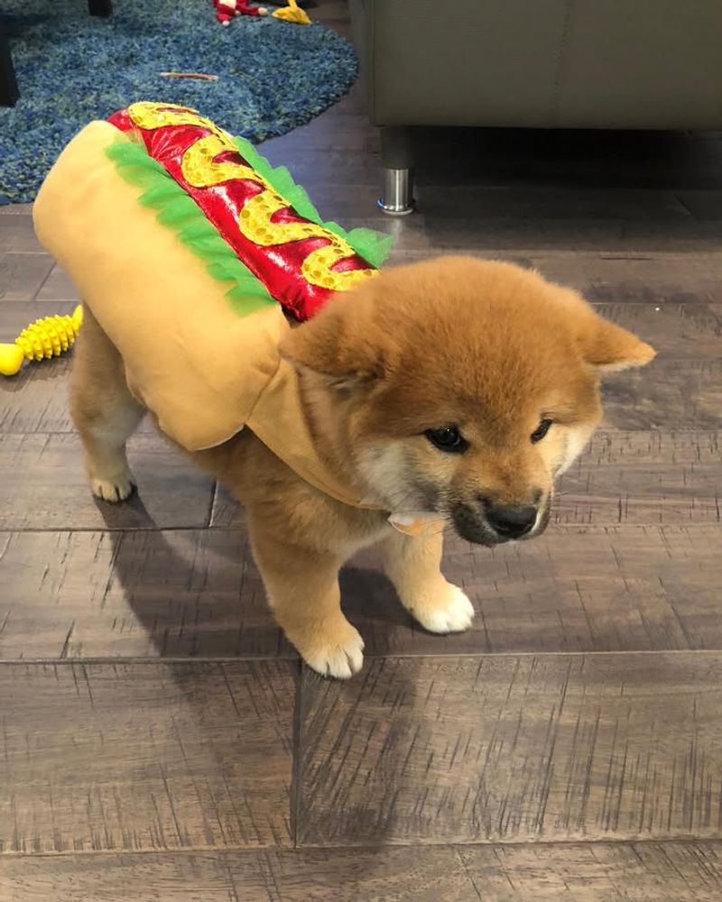 Hot Dog Costume