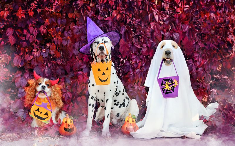 Howl-O-Ween Dog Costume Parade in Keyport
