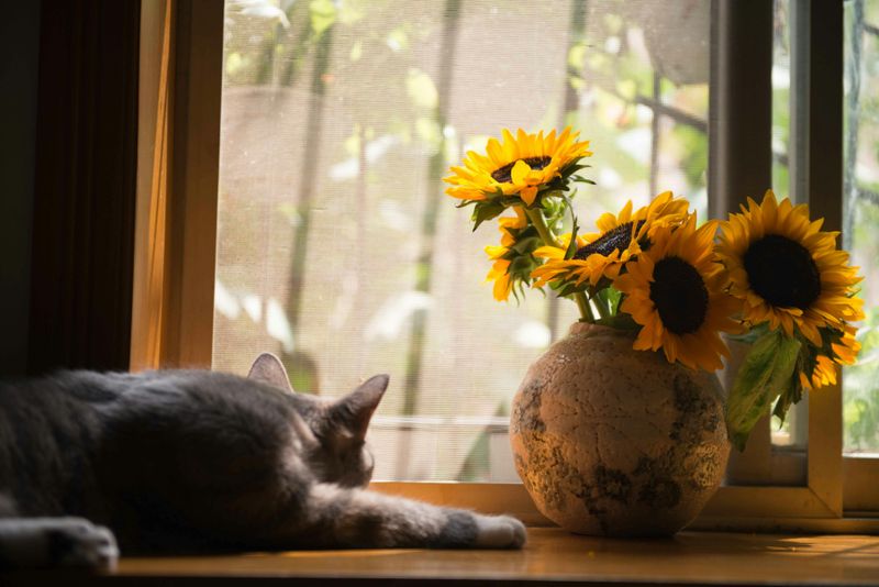 Indoor Plants