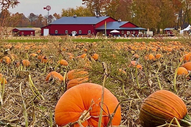Lehner's Pumpkin Farm (Radnor)