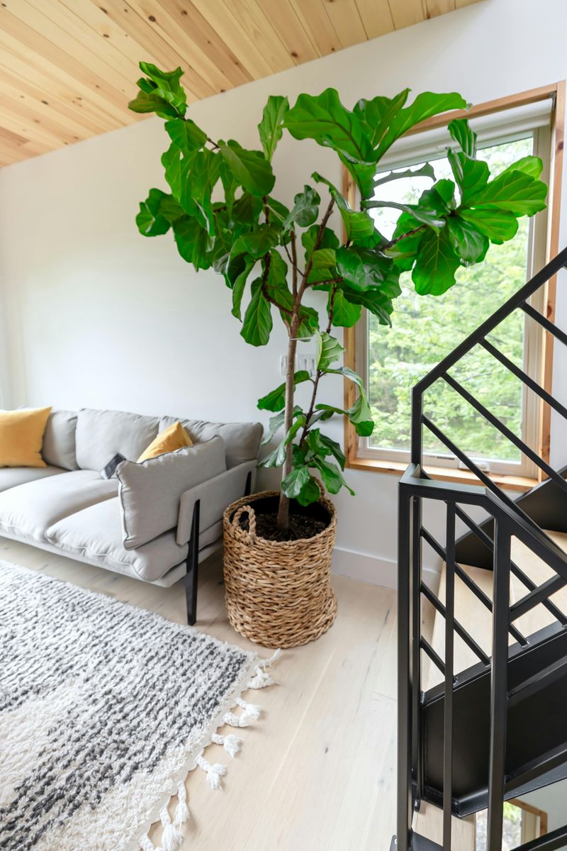 Lush Greenery and Large Plants