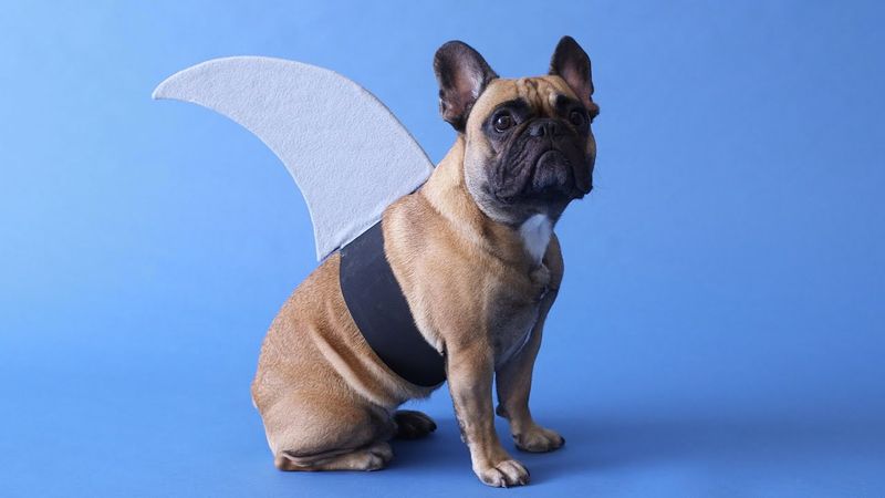 Shark Fin Harness