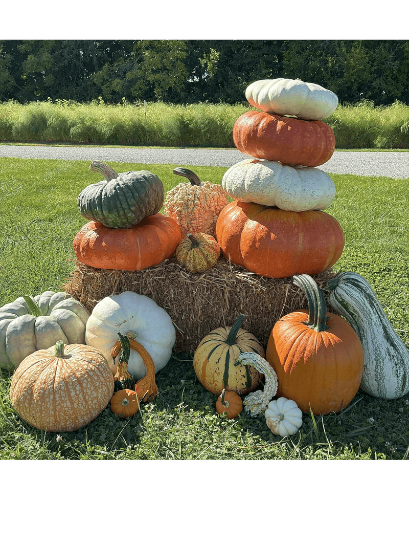 Spencer Farm — Noblesville