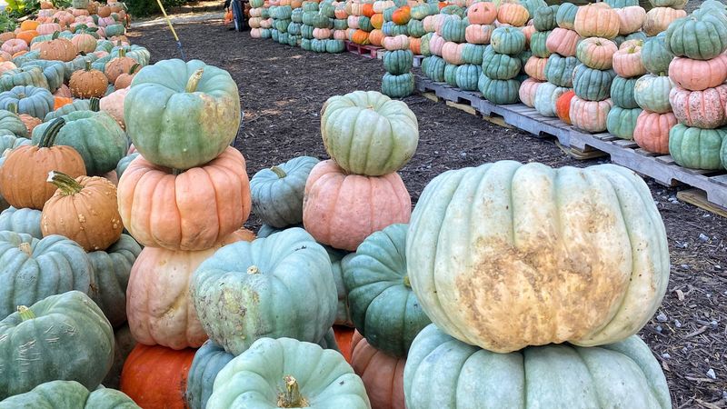 The Groovy Plants Ranch (Marengo)