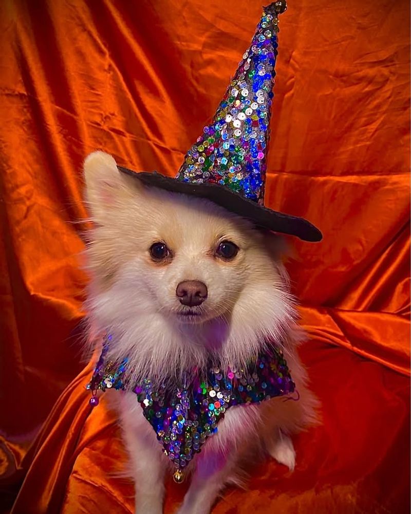 Witch or Wizard Hat and Cape