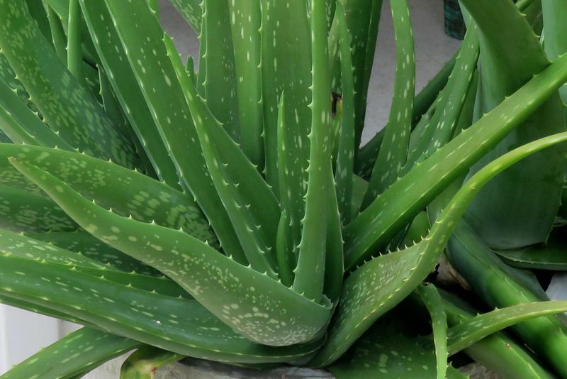 Aloe Vera