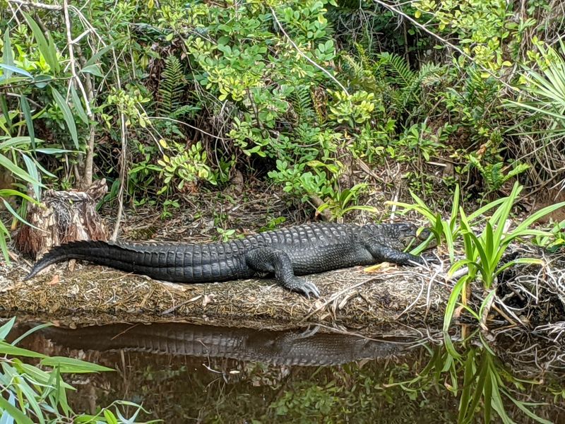 Big Cypress Bend Boardwalk (Fakahatchee Strand Preserve)