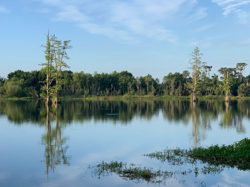 Circle B Bar Reserve – Marsh Rabbit Run Boardwalk (Lakeland)