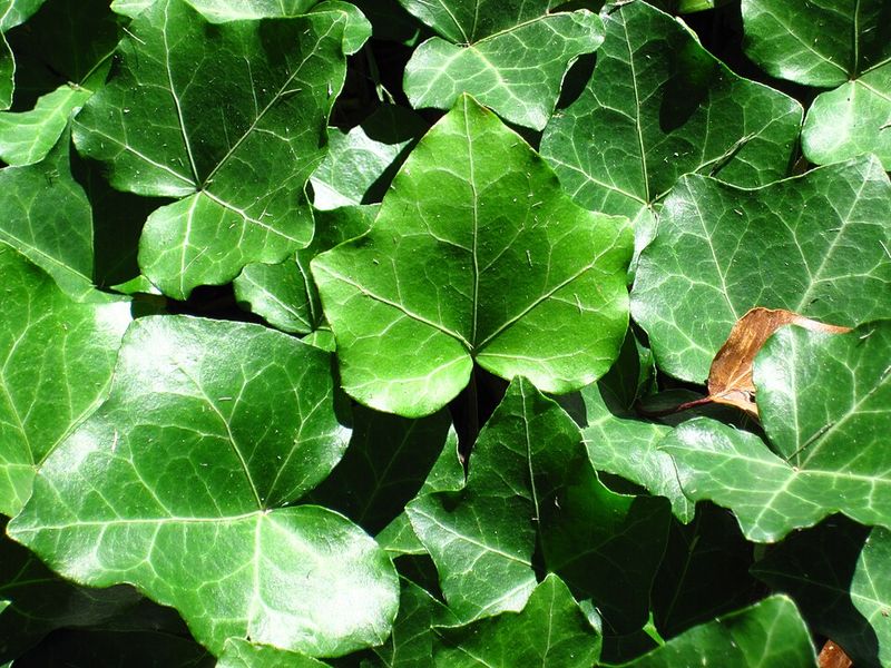 English Ivy (Hedera helix)