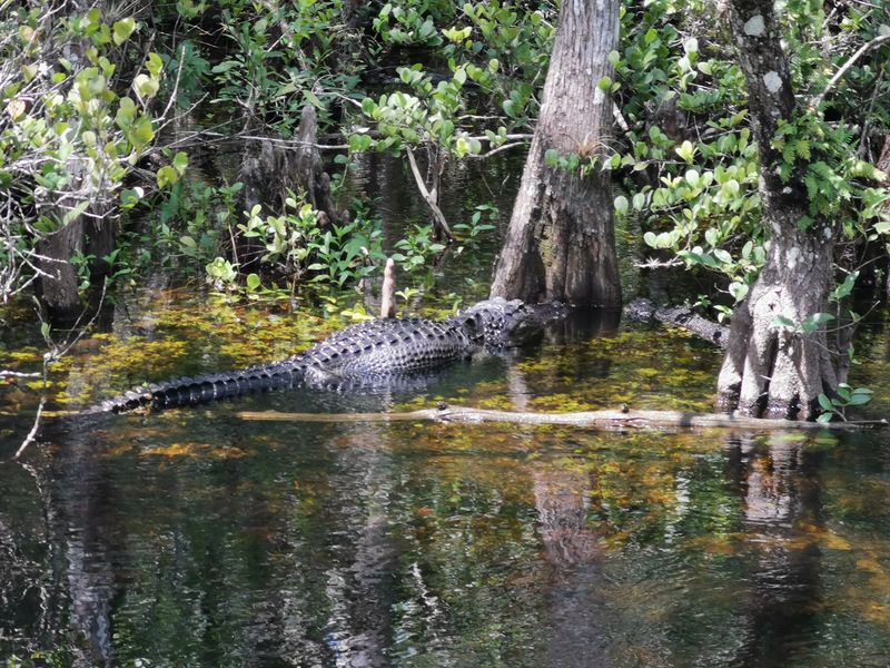 Gator Hook Trail Boardwalk Access (Big Cypress National Preserve)