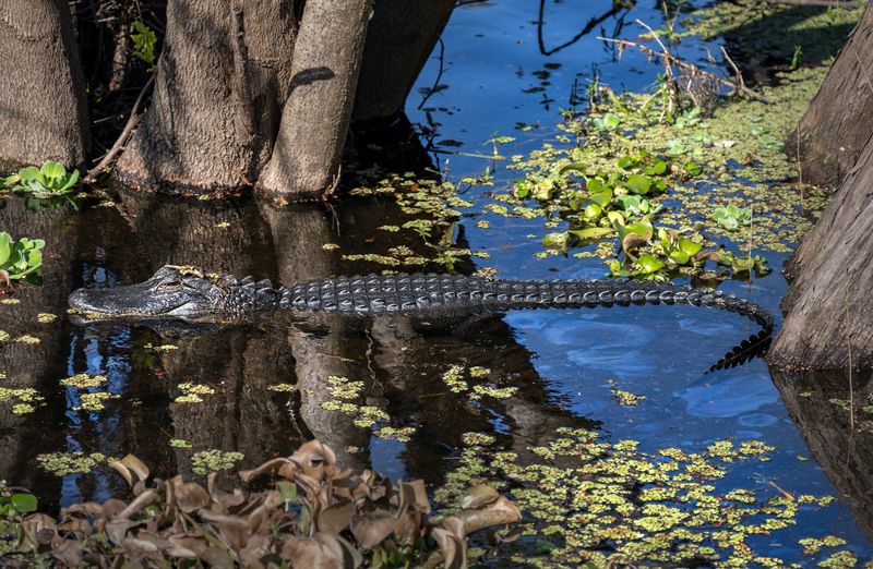 Lettuce Lake Park Boardwalk (Tampa)