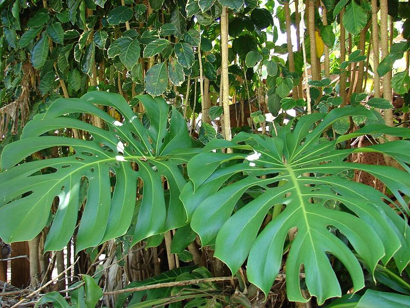 Monstera Deliciosa