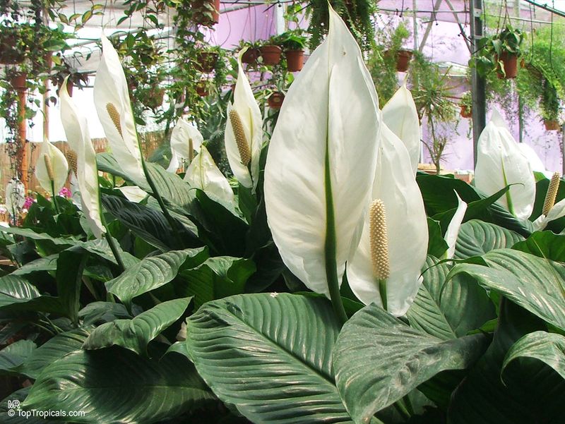 Peace Lily (Spathiphyllum)