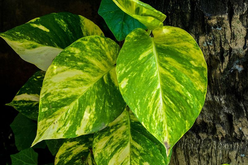 Pothos (Epipremnum aureum)