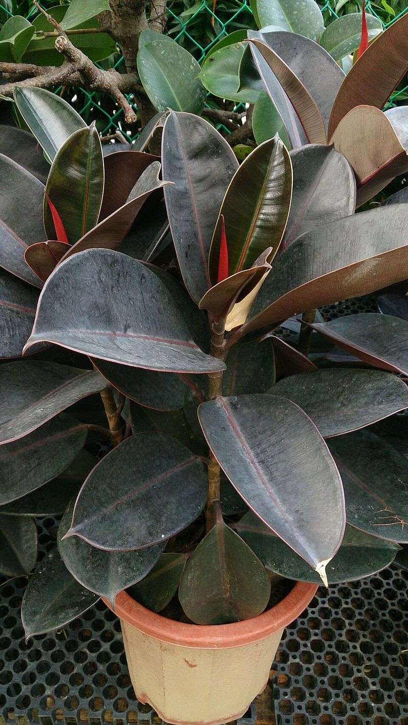 Rubber Plant (Ficus elastica)