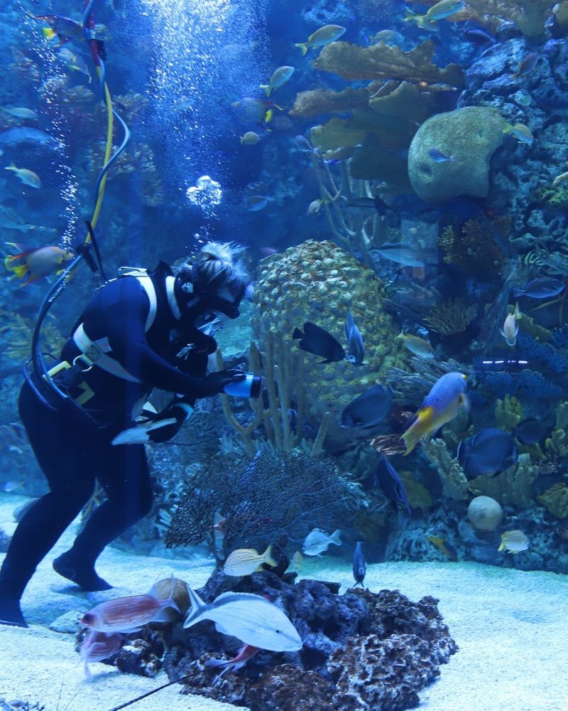 Shark Dive at the Texas State Aquarium (Corpus Christi)