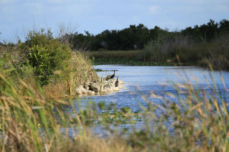 Shark Valley Boardwalk & Observation Tower (Everglades National Park)