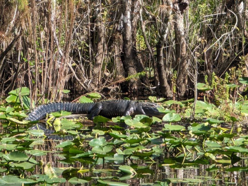 Six Mile Cypress Slough Preserve Boardwalk (Fort Myers)