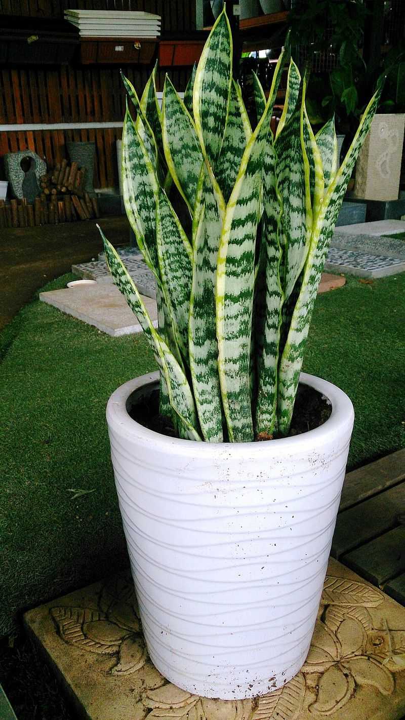 Snake Plant (Sansevieria)