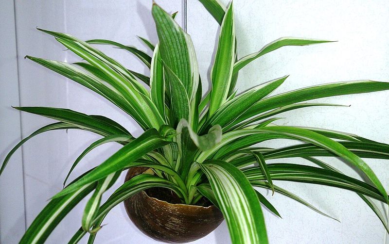 Spider Plant (Chlorophytum comosum)