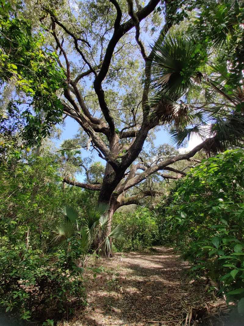 The Devil's Tree – Port St. Lucie