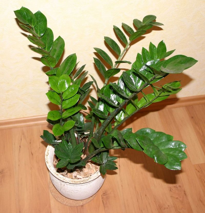 ZZ Plant (Zamioculcas zamiifolia)