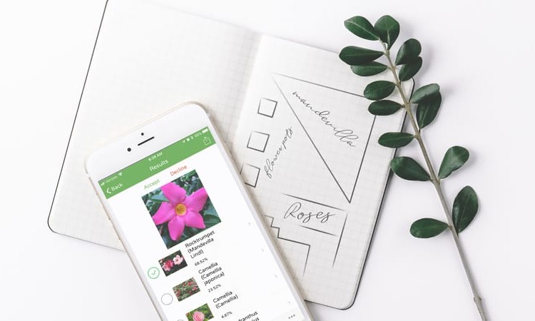 plantsnap plant identification app