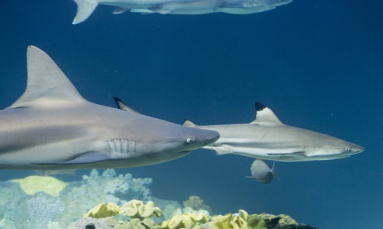 Shedd Aquarium