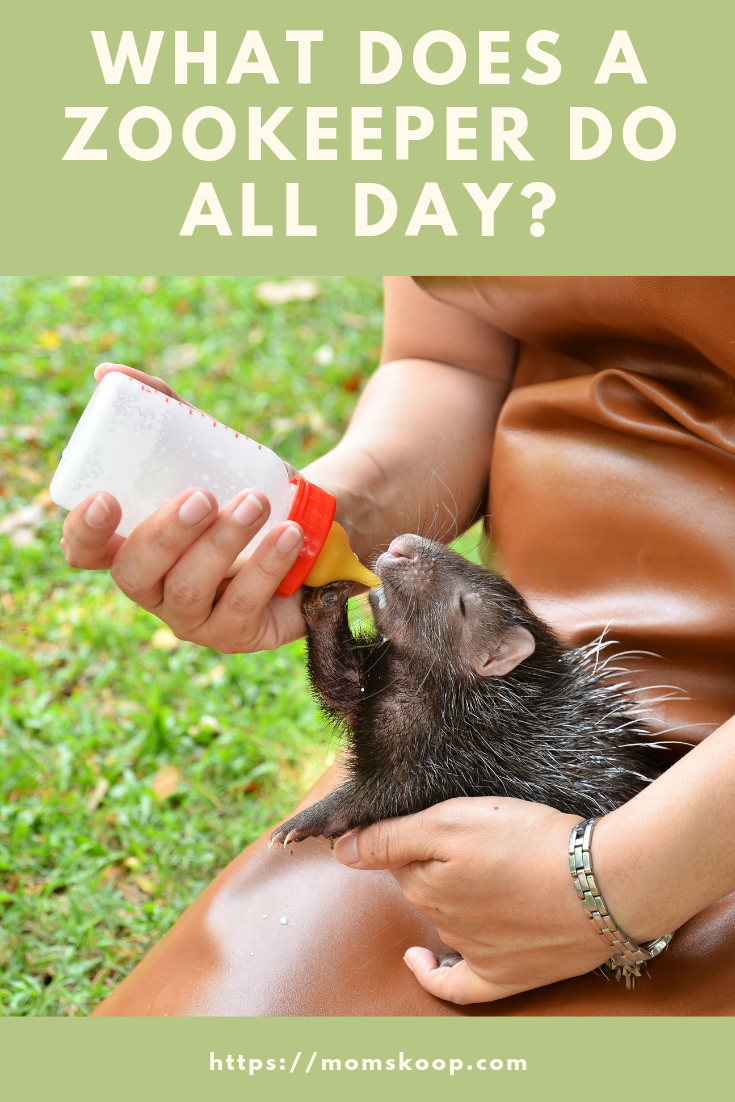 WHAT DOES A ZOOKEEPER DO ALL DAY?