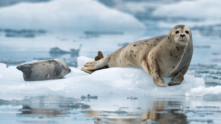 7 Unforgettable Reasons to Explore Anchorage in 2025