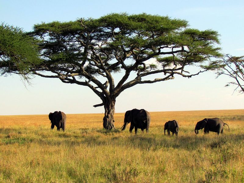 African Safari: Wild Encounters on the Savanna