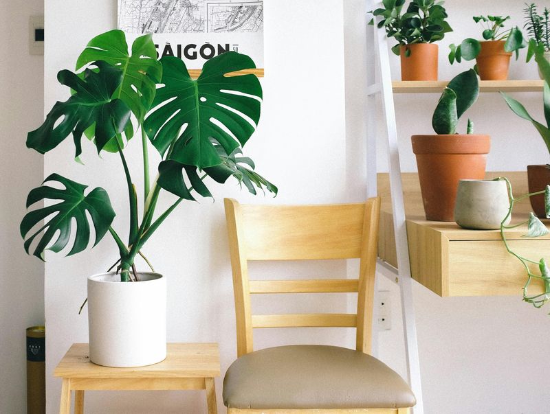 Bring Nature Indoors