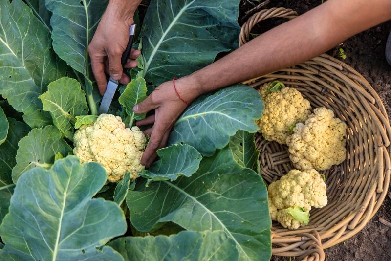 Cauliflower Steps In For Starchy Potatoes