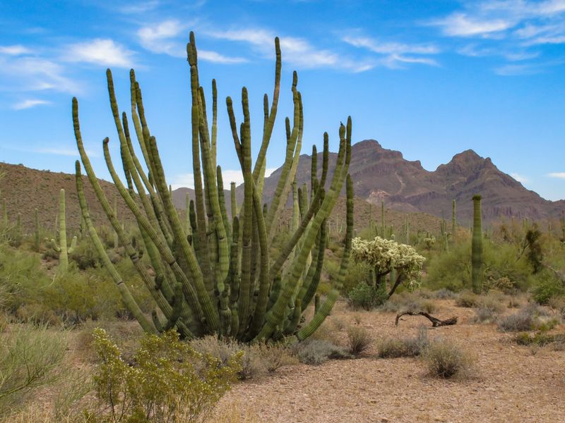 Desert Ecology Exploration at Organ Pipe Cactus