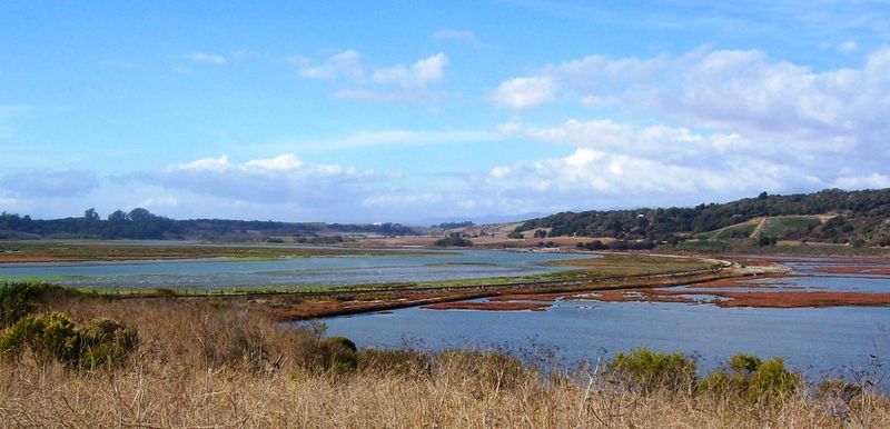 Elkhorn Slough's Wetland Detectives