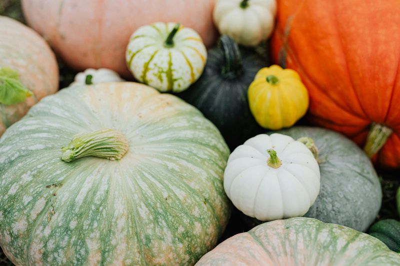 Fall's Orange Delight: Pumpkin