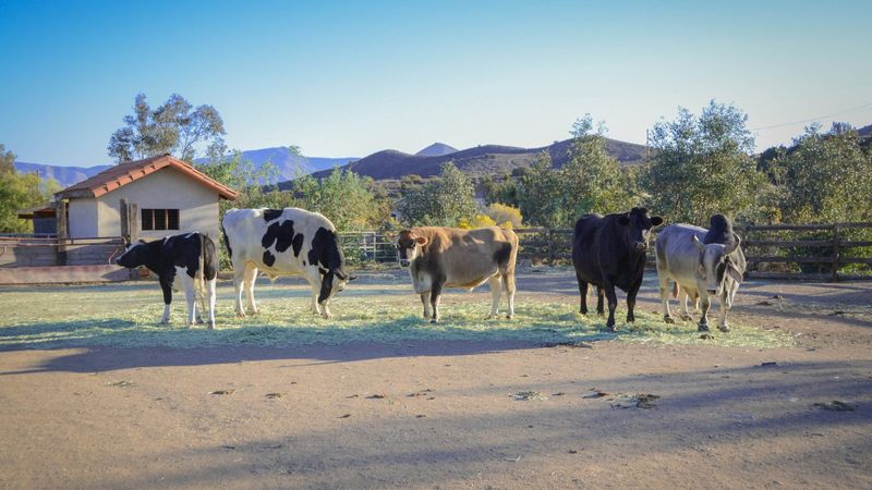 Farm Sanctuary: California's Rescue Animal Haven
