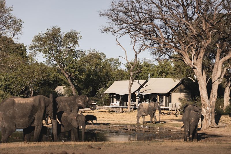 Guided Safari Adventures in East Africa