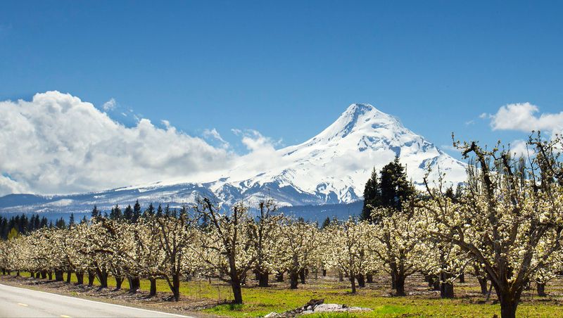 Hood River: Oregon's Wind-Powered Adventure Capital