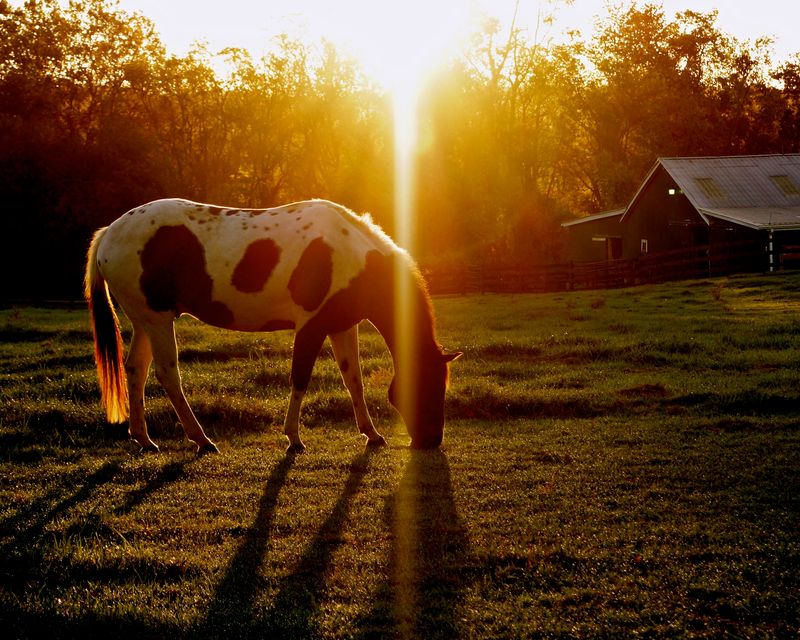 Horse Country Charm in Middleburg