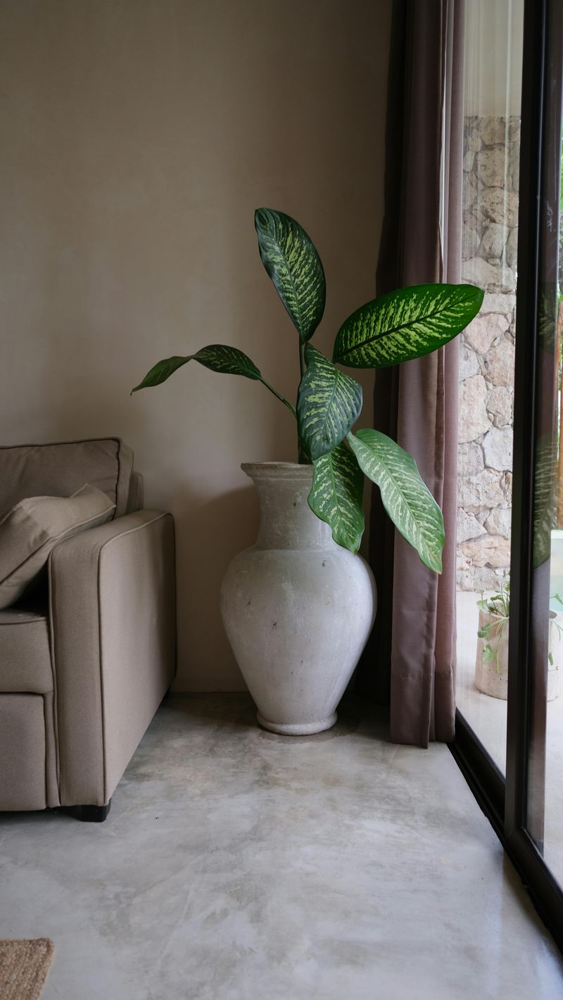 Indoor Plant Corner
