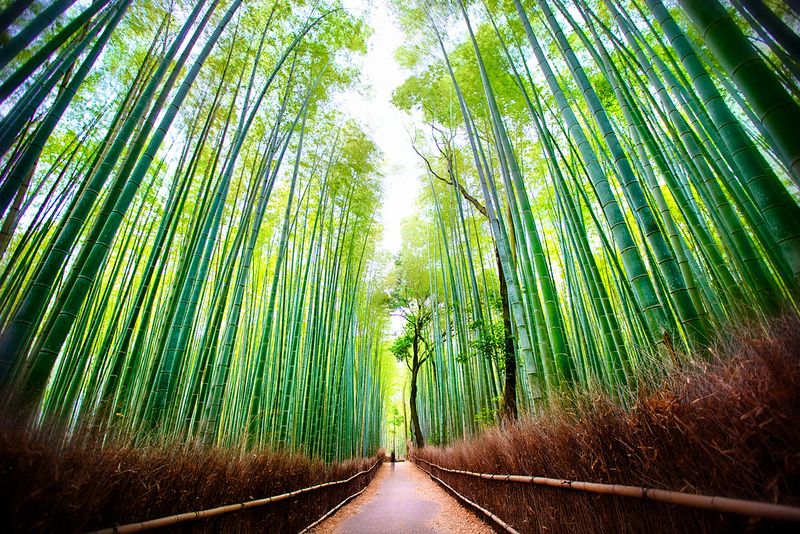 Kyoto's Tranquil Treasures