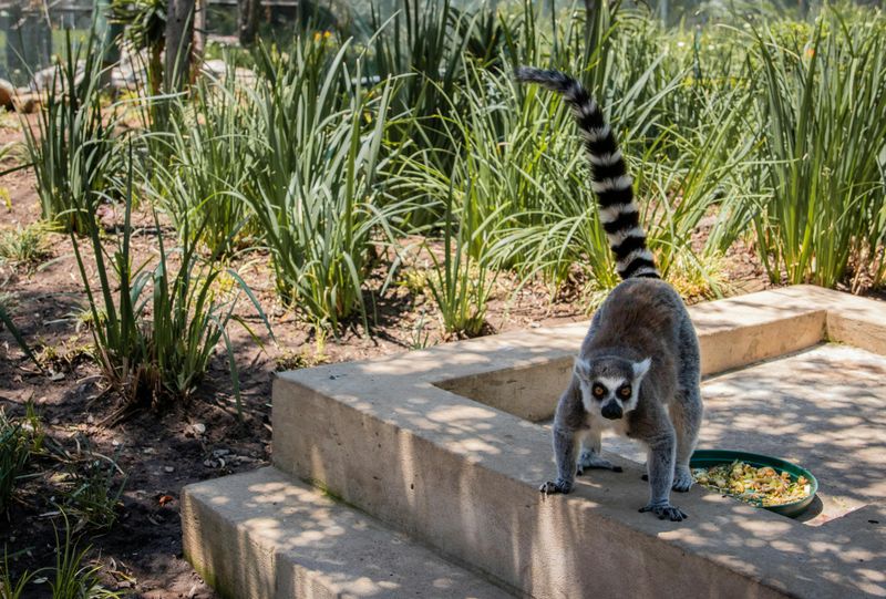 Madagascar's Unique Ecosystems