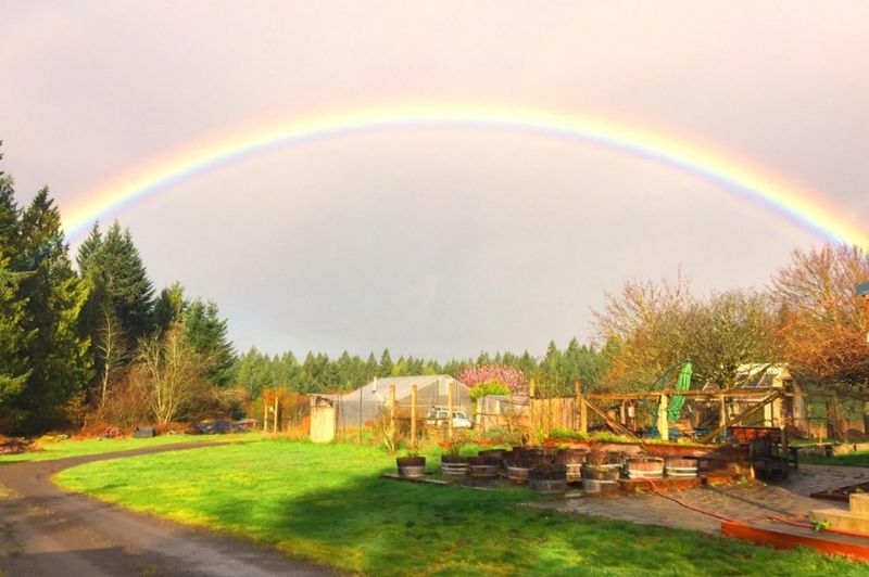 MoonRidge Farms: Oregon's Berry Paradise
