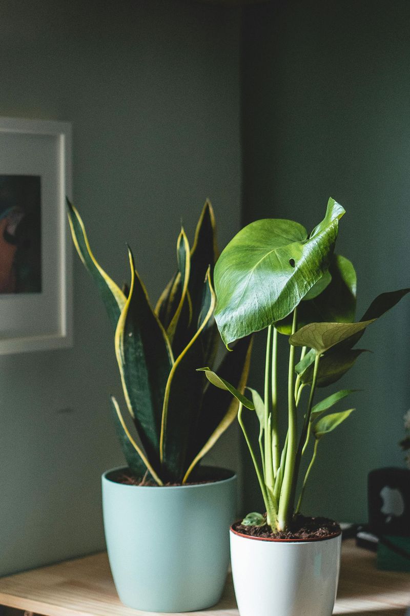 Plant Pots with Pastel Personality