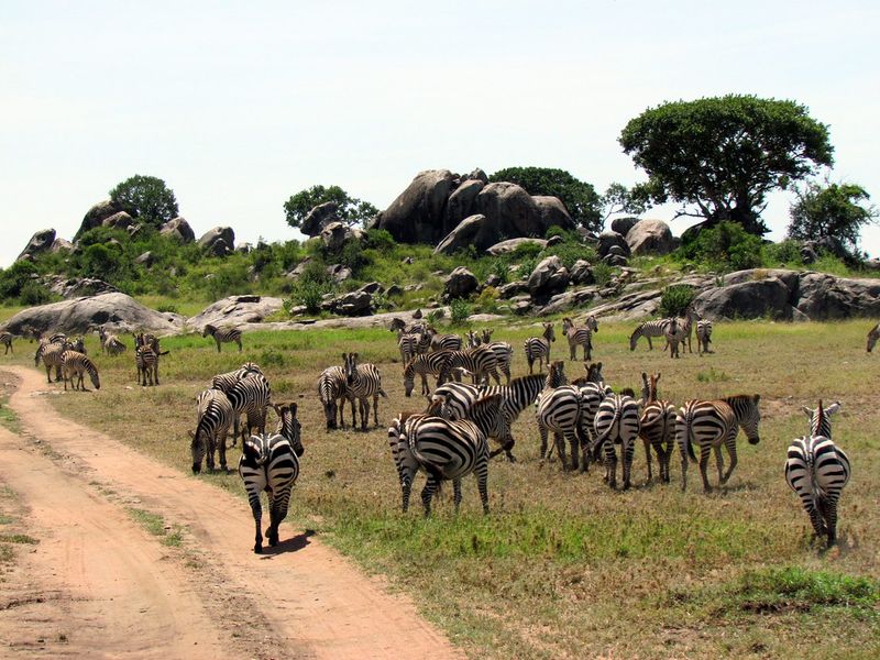 Safari in the Serengeti, Tanzania