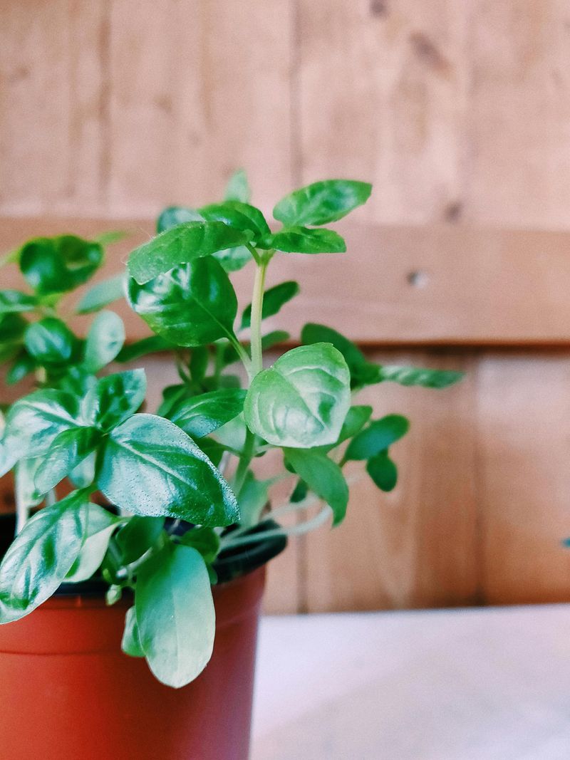 The Aromatic Game-Changer: Basil